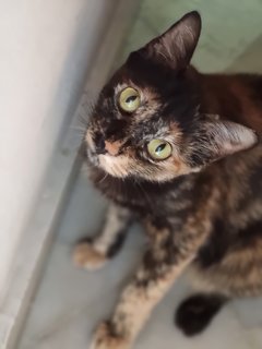 Comot - Calico Cat