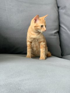 Pip - Domestic Short Hair Cat