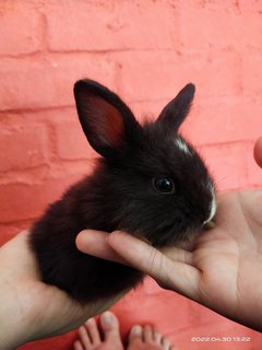 Jumper And Siblings  - Bunny Rabbit Rabbit