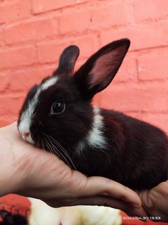 Jumper And Siblings  - Bunny Rabbit Rabbit