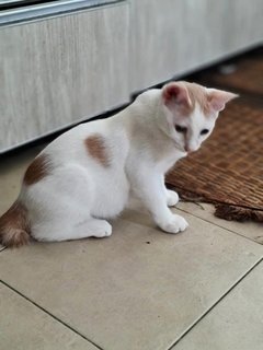 Cute Kittens - Domestic Short Hair Cat