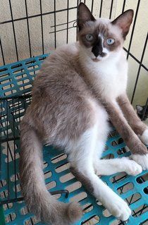 Koko - Siamese + Domestic Short Hair Cat