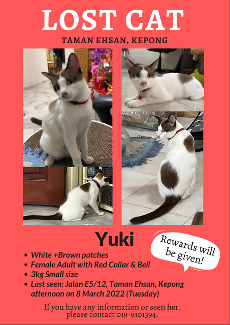 Yuki - Domestic Short Hair Cat