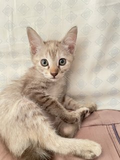Kunzite - Domestic Short Hair Cat