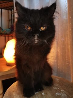 PF116211 - Persian + Domestic Short Hair Cat