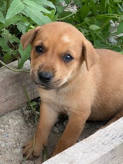6 Week Old Puppies  - Mixed Breed Dog