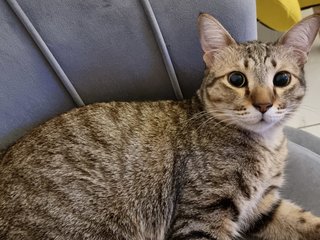 Silver  - Domestic Short Hair Cat