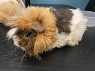 One-year-old Female Guinea Pigs - Guinea Pig Small & Furry