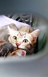 Soda & Soya - Tabby + Domestic Short Hair Cat