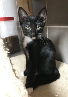 Raziel - Domestic Short Hair + Tuxedo Cat