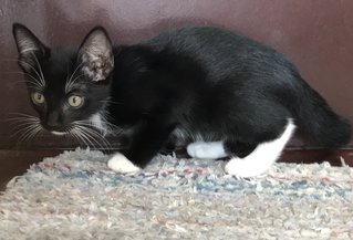 Raziel - Domestic Short Hair + Tuxedo Cat