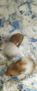Syrians For Adoption - Syrian / Golden Hamster Hamster
