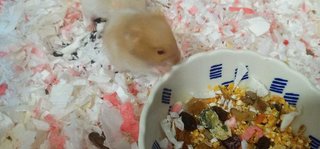 Syrians For Adoption - Syrian / Golden Hamster Hamster