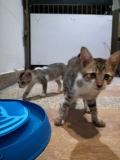 Kittens & Mami Cat (Please Adopt!! 🤧)  - Domestic Short Hair Cat