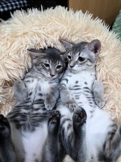 Kittens & Mami Cat (Please Adopt!! 🤧)  - Domestic Short Hair Cat