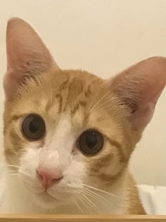 Dobby - Domestic Short Hair Cat