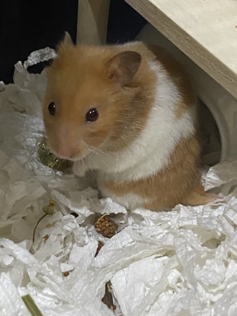 Teddy - Syrian / Golden Hamster Hamster