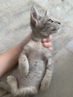 Grey & Circle - Domestic Short Hair Cat