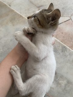 Grey & Circle - Domestic Short Hair Cat