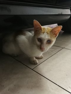 Luck - Domestic Short Hair Cat