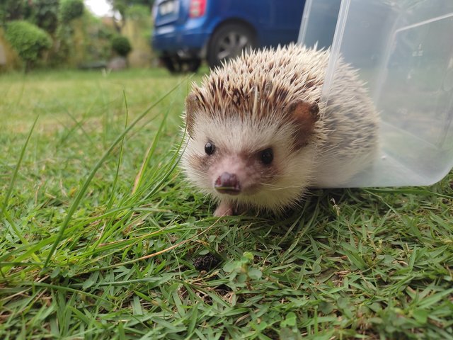 Loui - Hedgehog Small & Furry