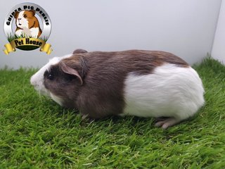 Alvin - Guinea Pig Small & Furry
