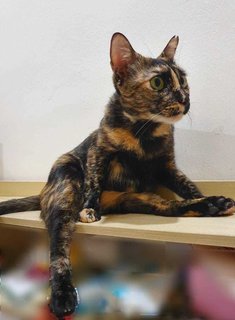 Kiara - Domestic Short Hair Cat