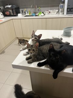 The 3 Amigos (Socks, Pepper & Willow) - Domestic Short Hair Cat
