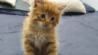 Ron Weasley  - Domestic Medium Hair Cat