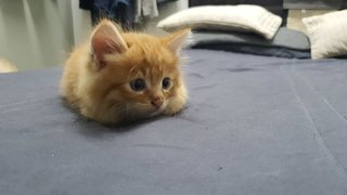 Ron Weasley  - Domestic Medium Hair Cat