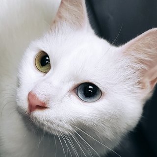 Airi The Lovely - Domestic Short Hair Cat