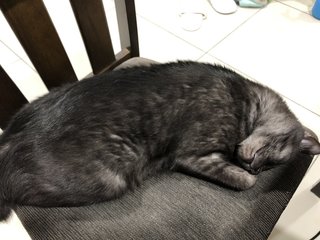 Tan - Domestic Short Hair Cat