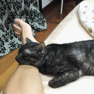 Tan - Domestic Short Hair Cat