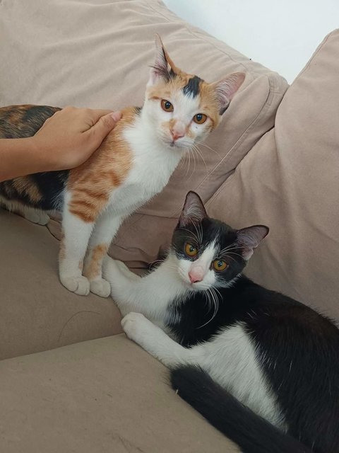 Cinnamon And Momo - Domestic Medium Hair Cat