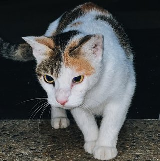 Scarlett Johansson - Calico Cat