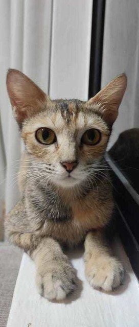 Banshee - Domestic Short Hair Cat