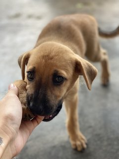 1 Female Pup To Adopt - Mixed Breed Dog