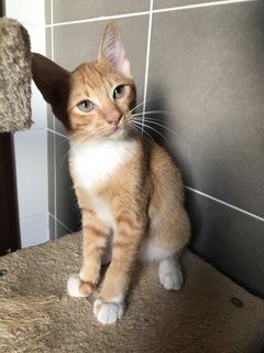 Raphael - Domestic Short Hair Cat