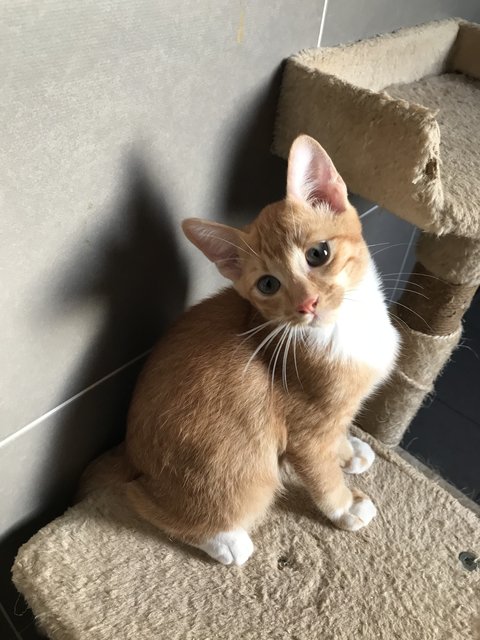 Raphael - Domestic Short Hair Cat