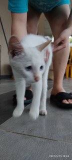 Doudou - Domestic Short Hair Cat