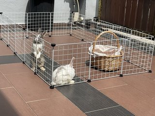 Olive - Angora Rabbit Rabbit