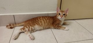 Felix  - Domestic Short Hair Cat