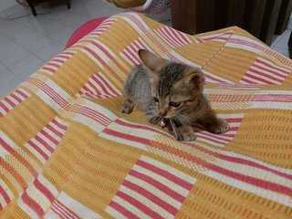 Cinnamon - Domestic Short Hair + Domestic Medium Hair Cat