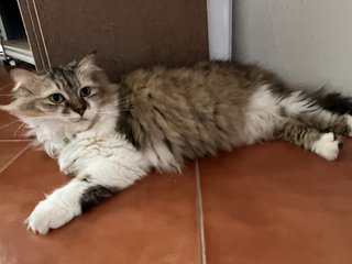 Oreo & Honey - Domestic Short Hair Cat