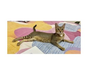 Pinku (Gulu) - Abyssinian + Bengal Cat