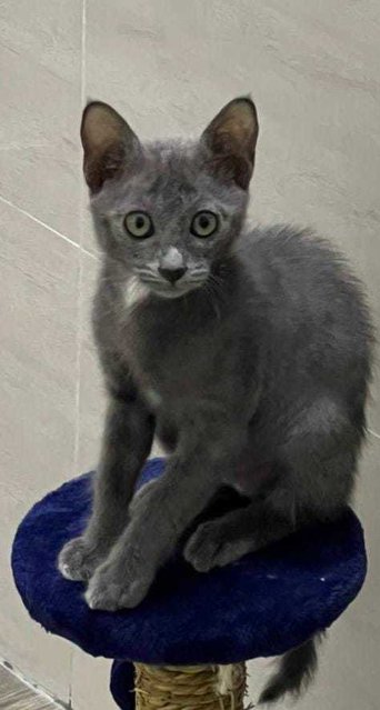 Shadow  (Unique Grey Fur Green Eyes) - Domestic Short Hair Cat