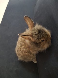 PF116933 - Angora Rabbit Rabbit