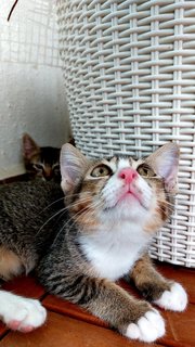 Soba & Sora - Tabby Cat