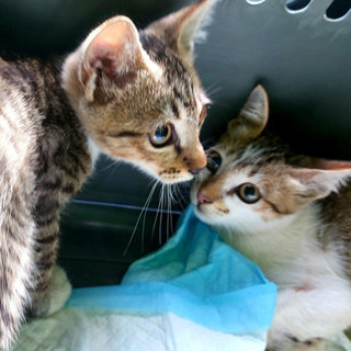 Roni & Doni - Tabby Cat