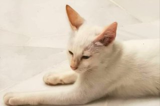 Tomi - Domestic Short Hair Cat